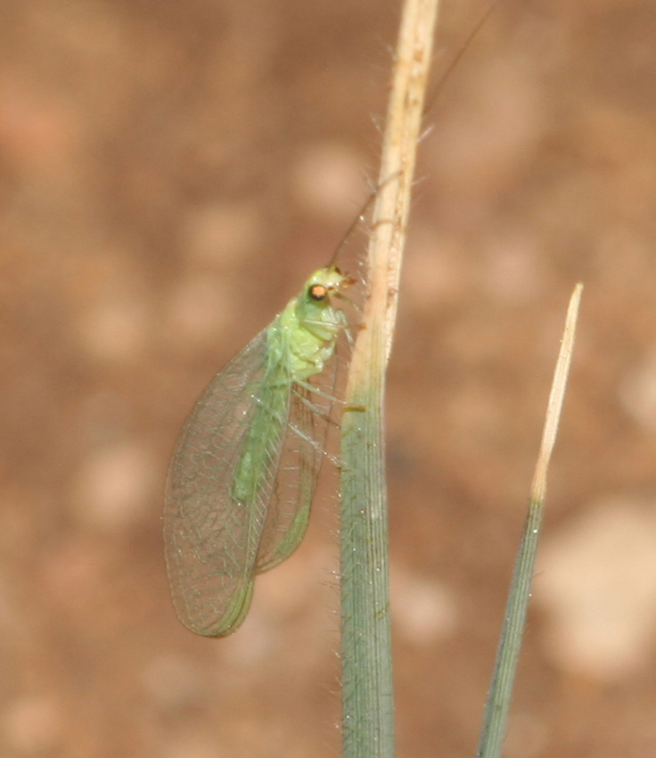 Dichochrysa prasina e altre Chrysopidae